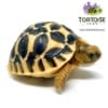 baby Sri Lankan star tortoise for sale