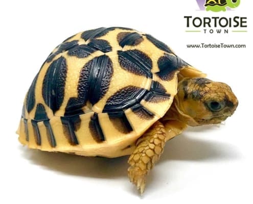 baby star tortoise for sale