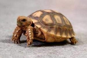 baby Sulcata