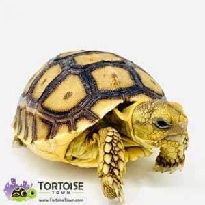 baby Sulcata tortoise