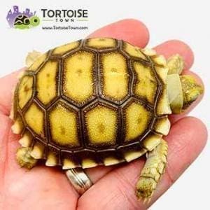 baby Sulcata tortoise