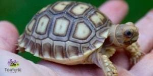 baby Sulcata tortoise care