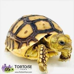 baby Sulcata tortoise for sale