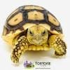 baby Sulcata tortoise for sale