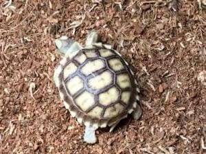 baby African Sulcata