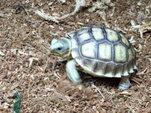 baby African Sulcata care