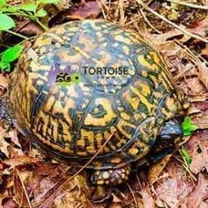 eastern box turtle