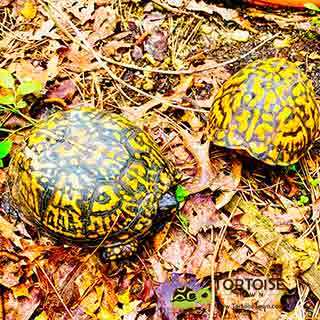 baby box turtle