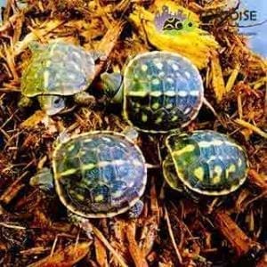 eastern box turtle for sale