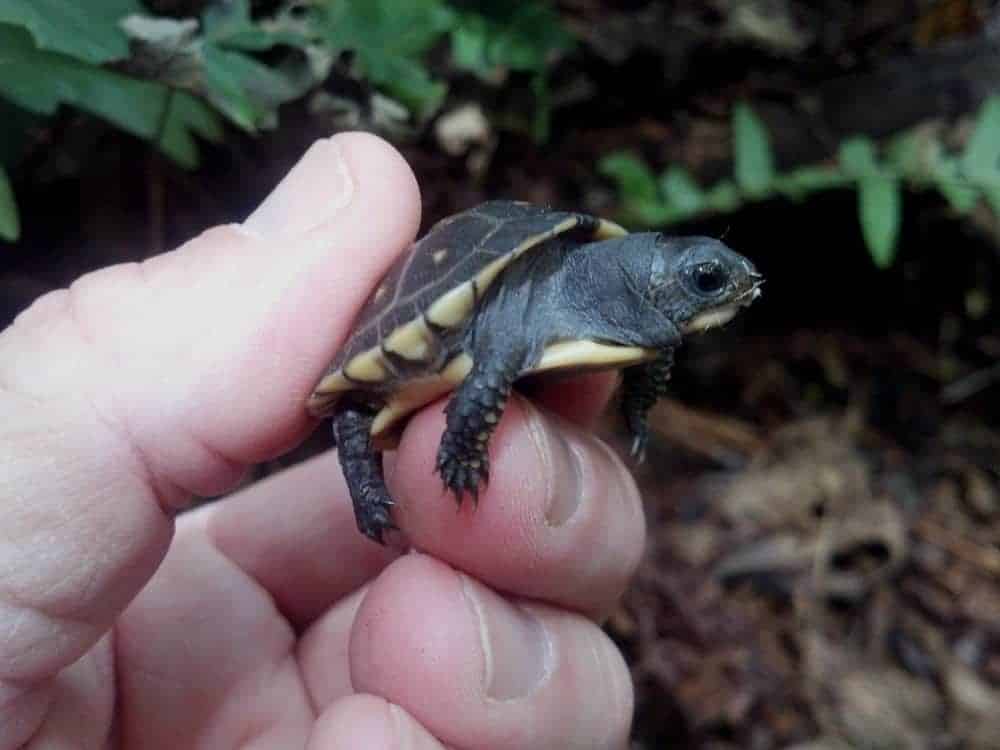eastern box turtle for sale eastern box turtles for sale hatchling buy