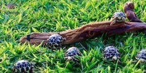 baby Burmese star tortoise