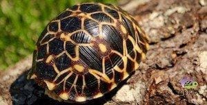 baby Burmese star tortoise for sale