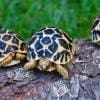 baby Indian star tortoise