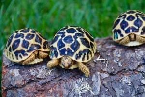 baby Indian star tortoise