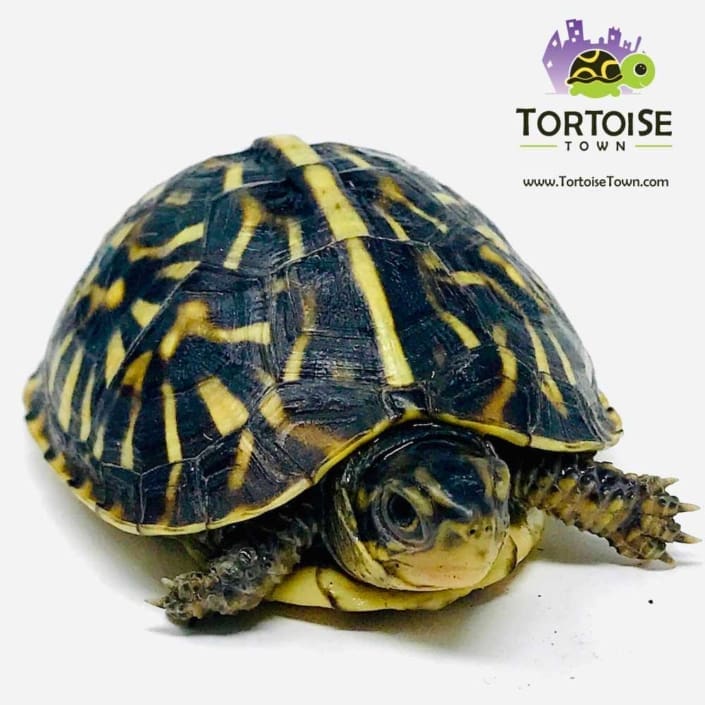 Ornate Box Turtle for sale baby box turtles for sale hatchlings online