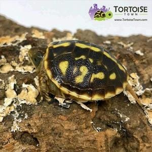 baby ornate box turtle