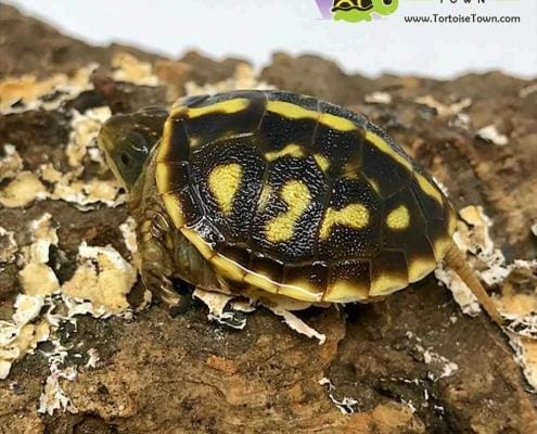 baby ornate box turtle