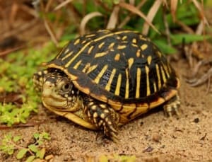 baby ornate box turtle