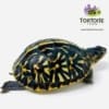 baby ornate box turtle for sale