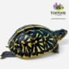 baby ornate box turtle for sale