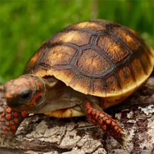 baby red footed tortoise