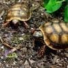 baby red footed tortoise for sale