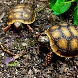 baby red footed tortoise for sale