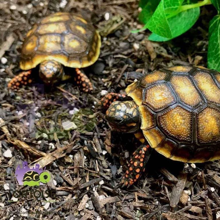 desert tortoise for sale baby desert tortoises for sale online desert