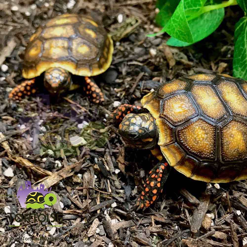 Red Foot Tortoise For Sale Online Baby Red Foot Tortoises For