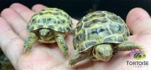 baby russian tortoise