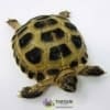 baby Russian tortoise