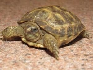 baby russian tortoise for sale