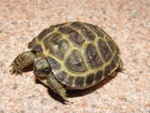 baby Russian tortoise