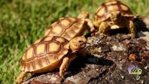 baby spur thigh tortoises