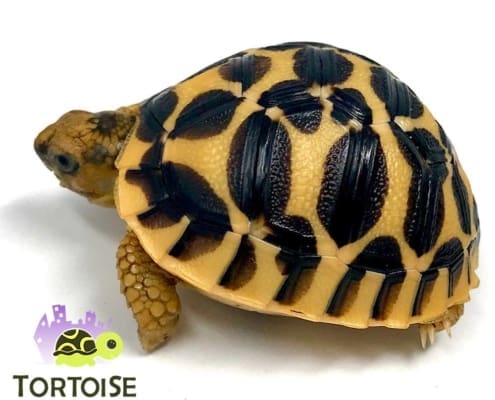 baby Star tortoise