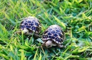 baby star tortoise