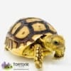 baby Sulcata for sale