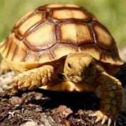 baby tortoises for sale
