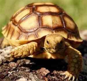 baby tortoises for sale