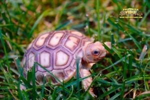 baby Sulcata tortoise