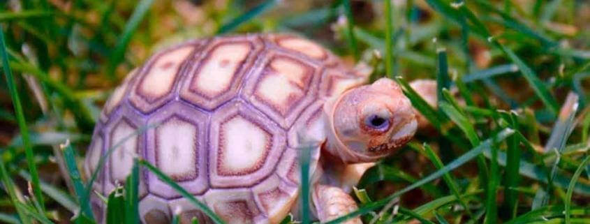 baby Sulcata tortoise