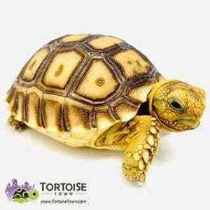 baby tortoise for sale