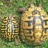 hermann's tortoise for sale