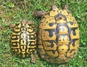 hermann's tortoise for sale