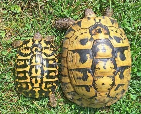 western Hermann’s tortoise