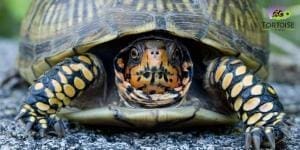 box turtle breeder