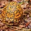 box turtle for sale