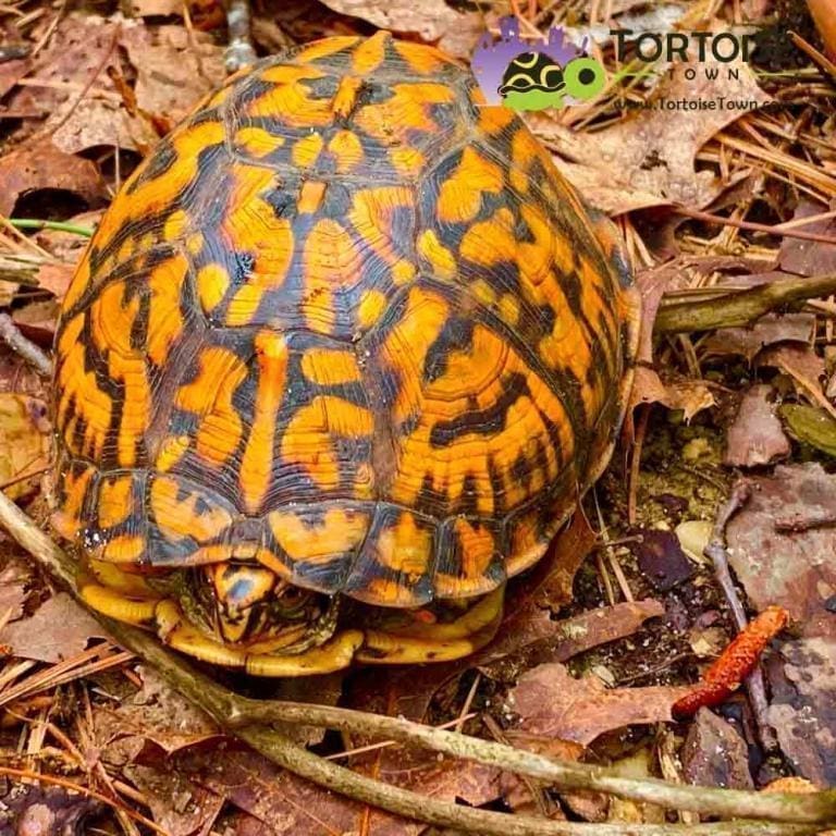 Eastern Box turtles for sale hatchlings juveniles adult box turtles