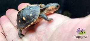 box turtles for sale