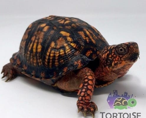 box turtles for sale